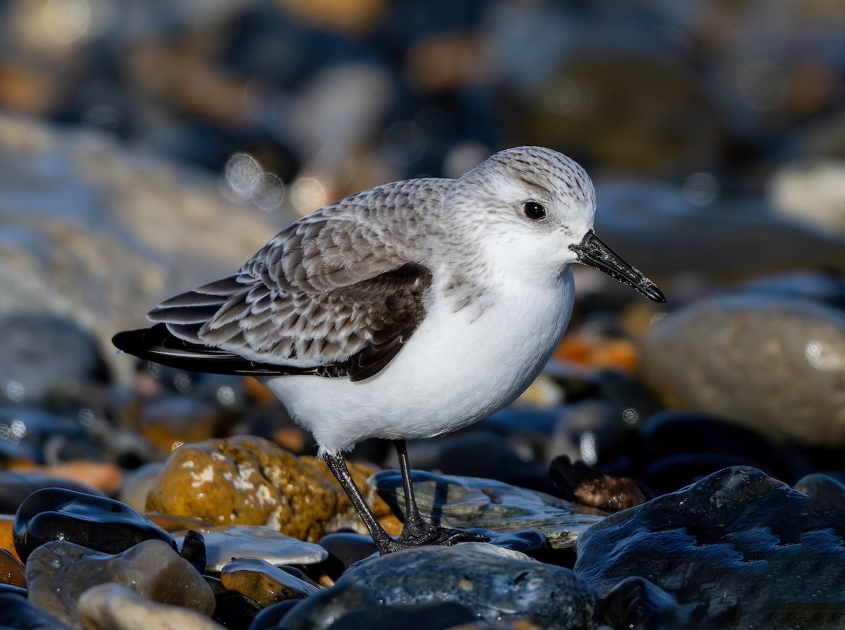 jespák písečný - ML649448639