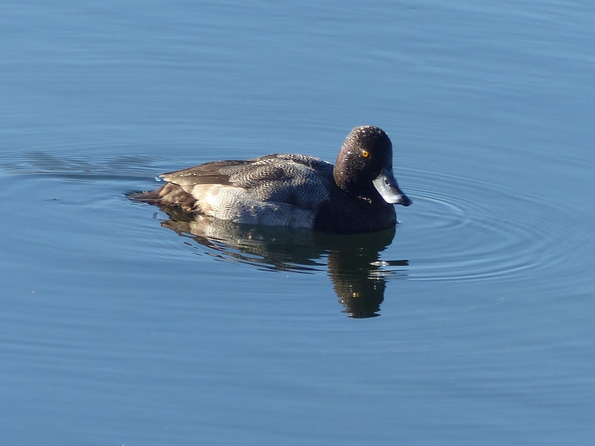 Bergente - ML649448682