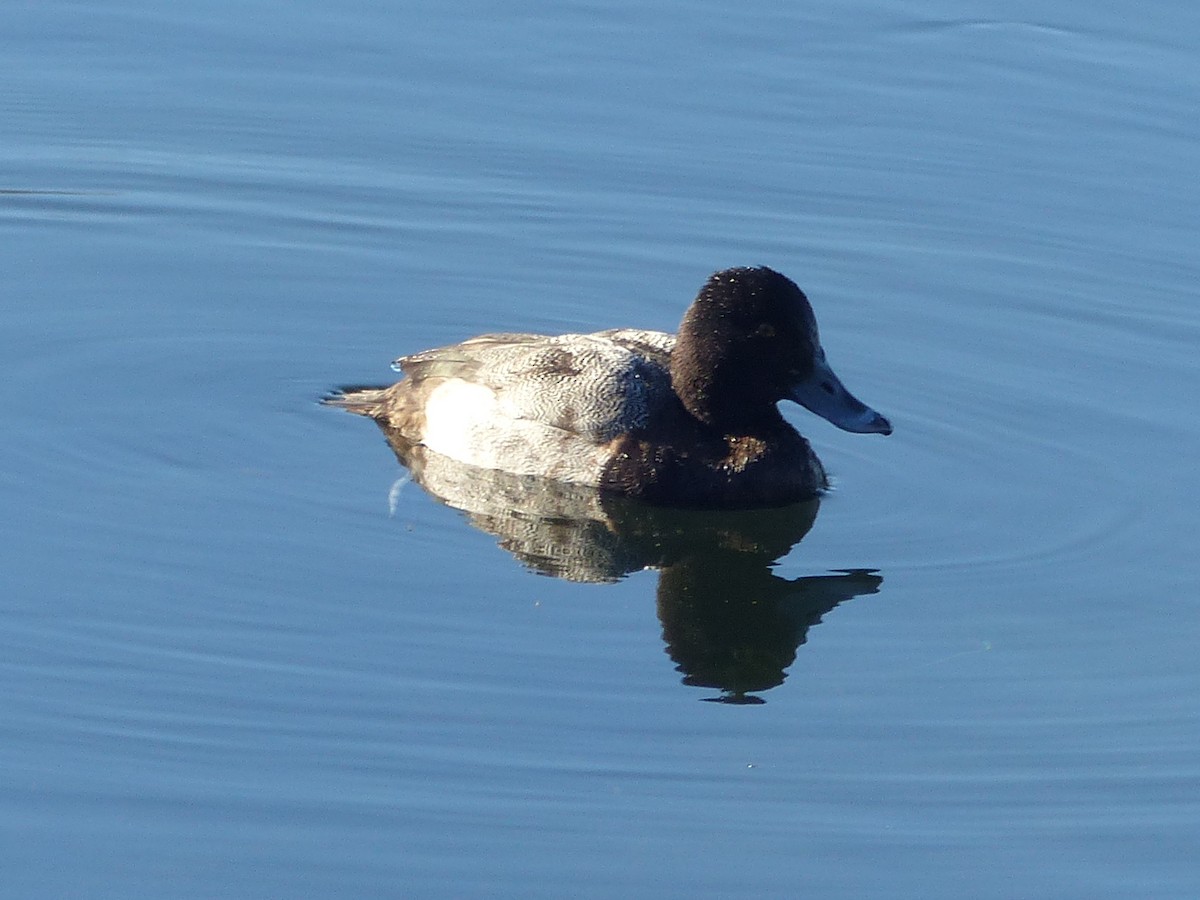 Bergente - ML649448692