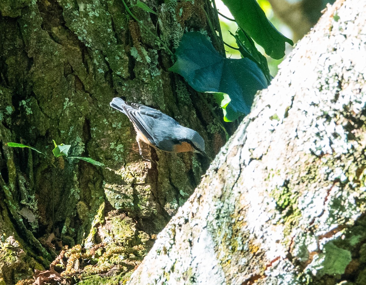 Повзик звичайний - ML649448796