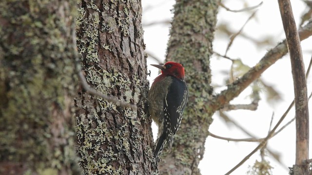 rødbrystsevjespett - ML649448898