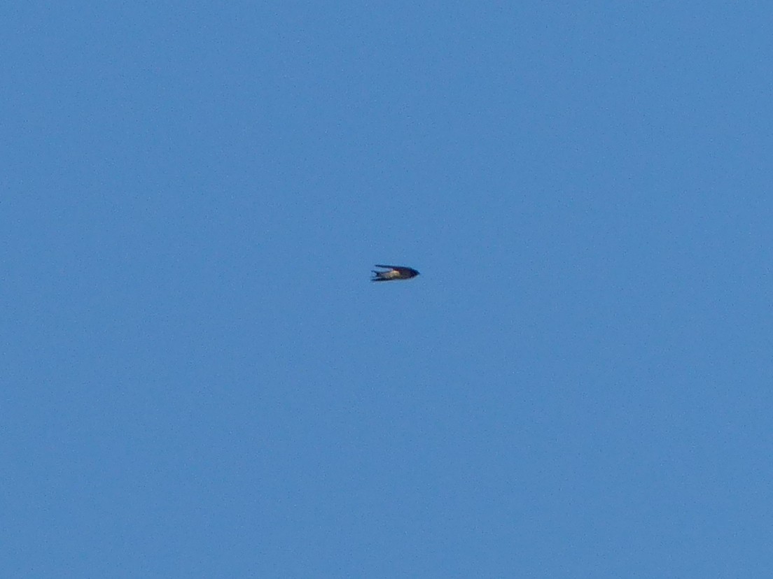 Rauchschwalbe - ML649448908