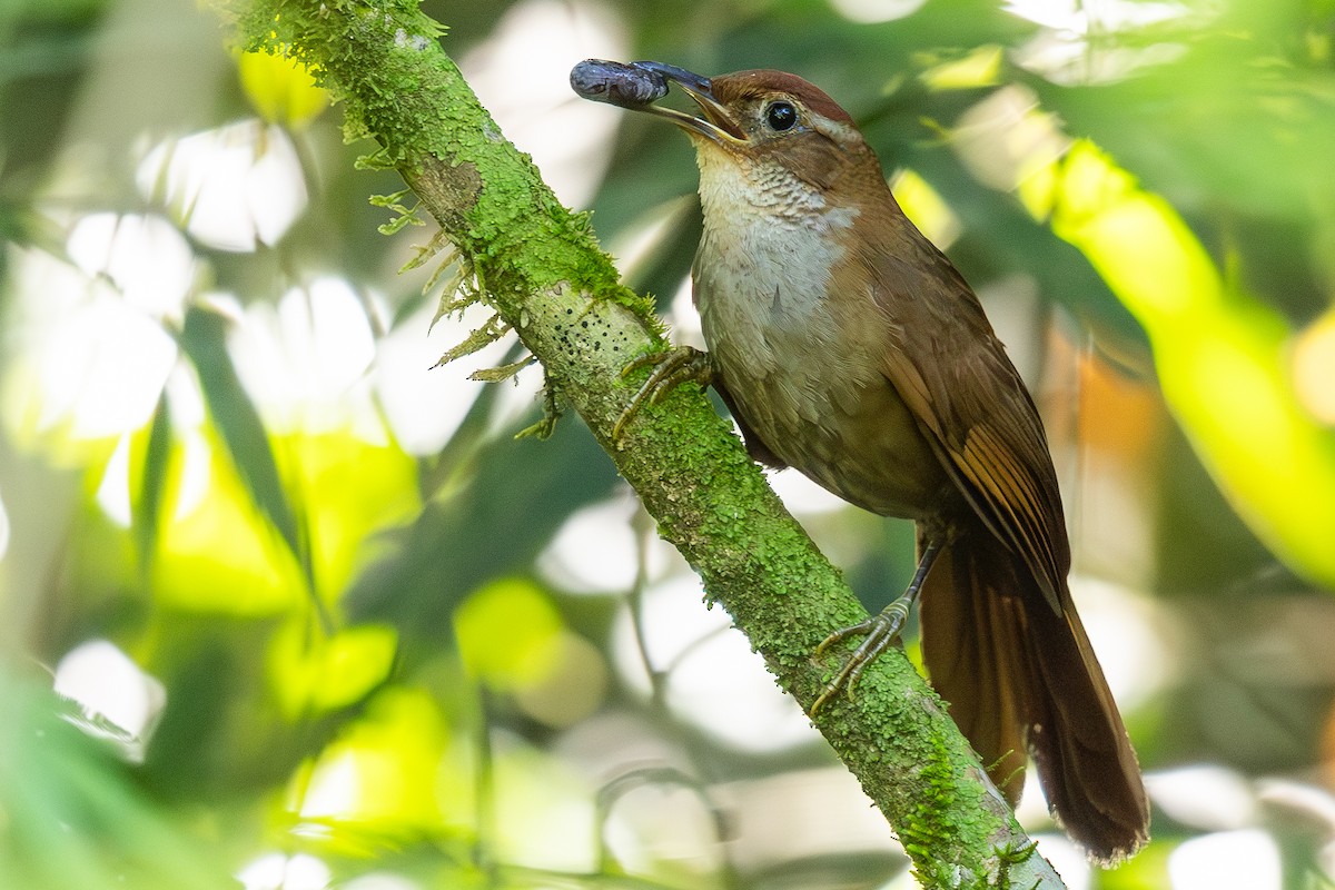 Canebrake Groundcreeper - ML649448919