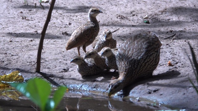 hvitbrynfrankolin - ML649448925