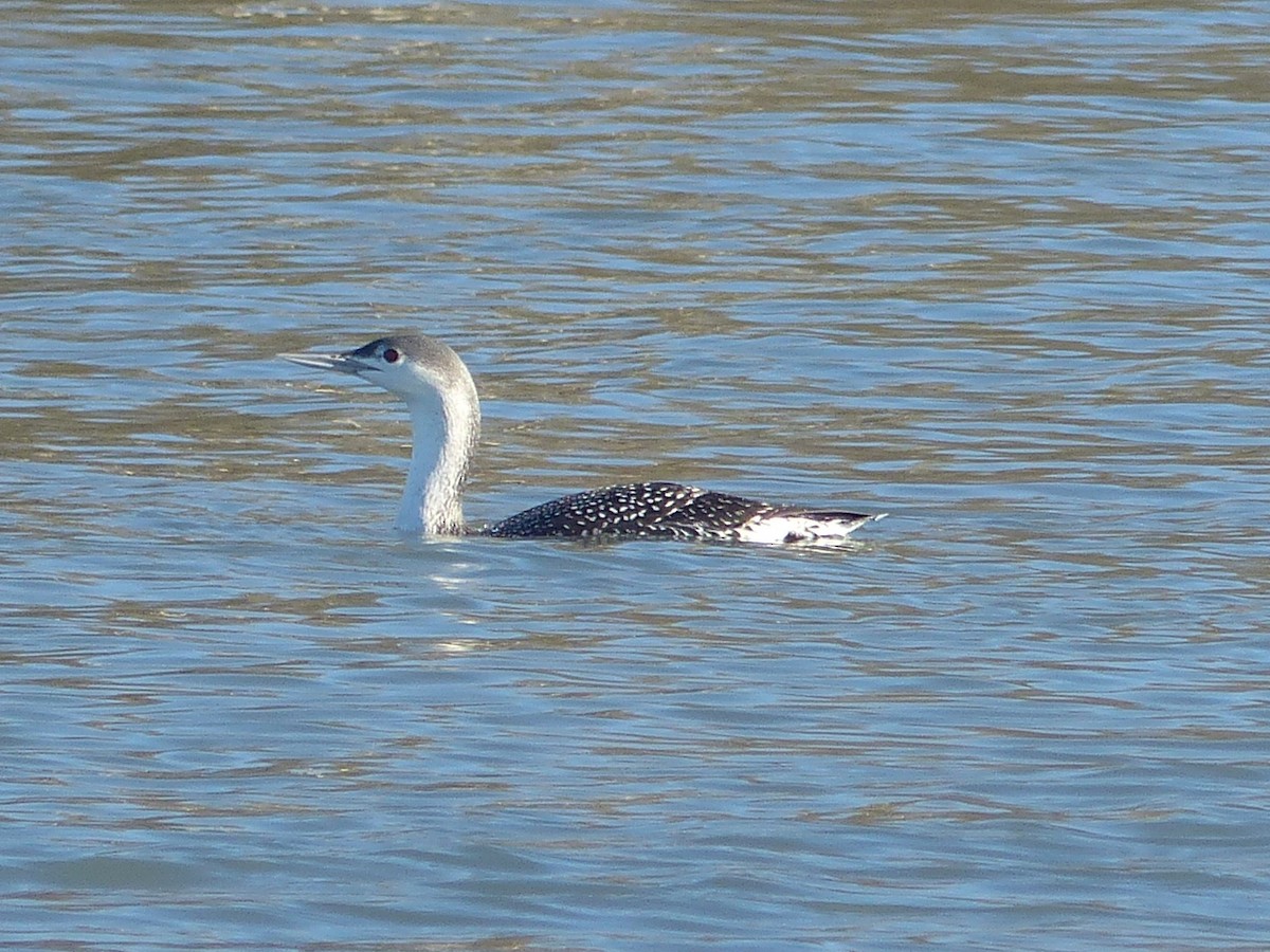 Sterntaucher - ML649448941