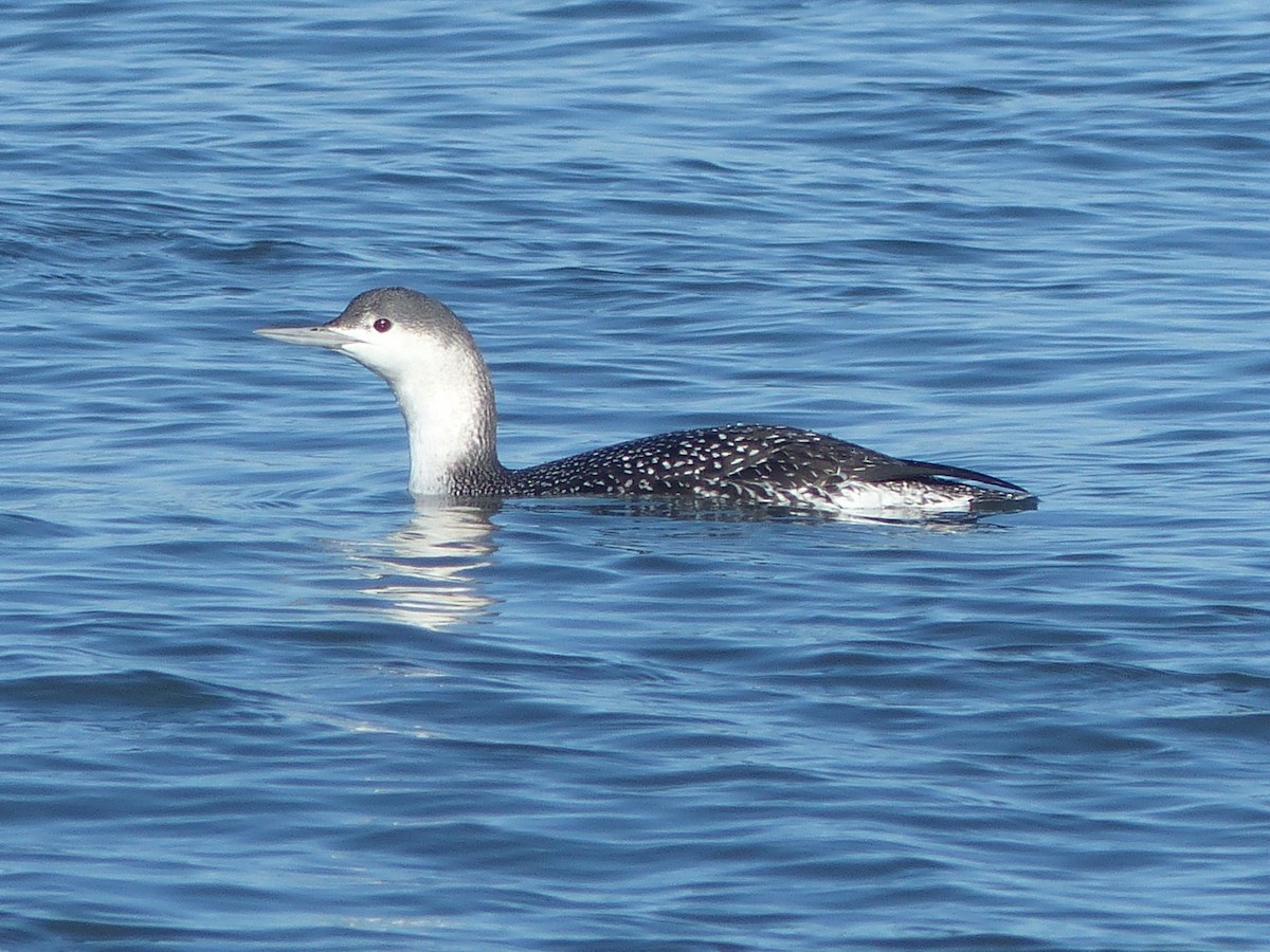 Sterntaucher - ML649448947