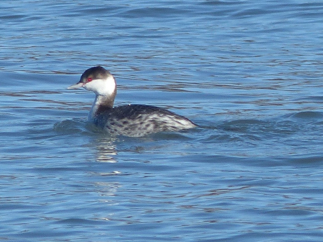 Ohrentaucher - ML649448954