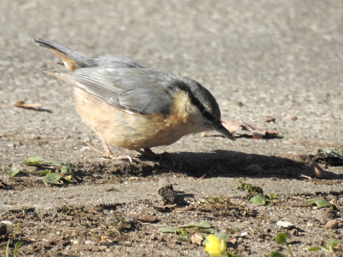 Повзик звичайний - ML649448984