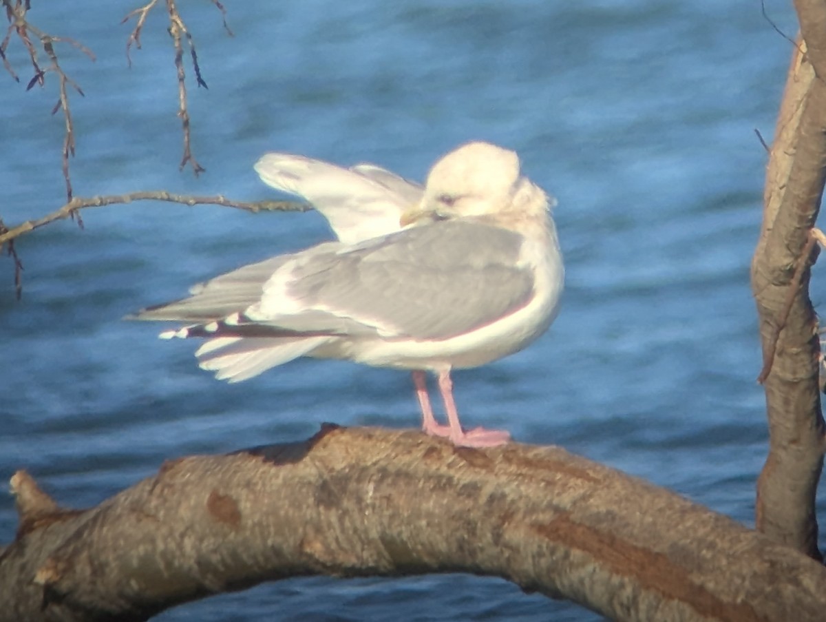 Polarmöwe - ML649449131