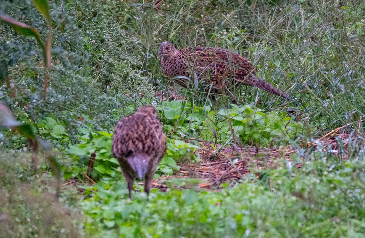 Buntfasan - ML649449258