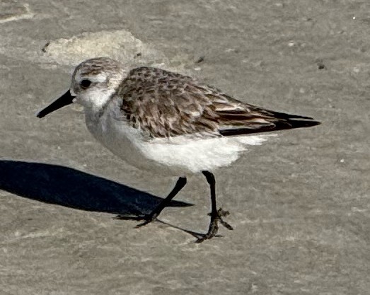 jespák písečný - ML649449551