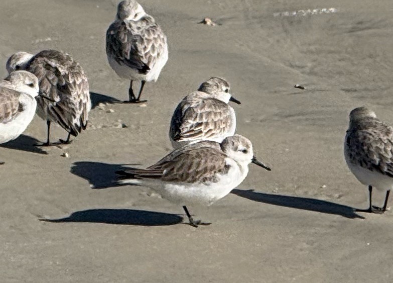 jespák písečný - ML649449552