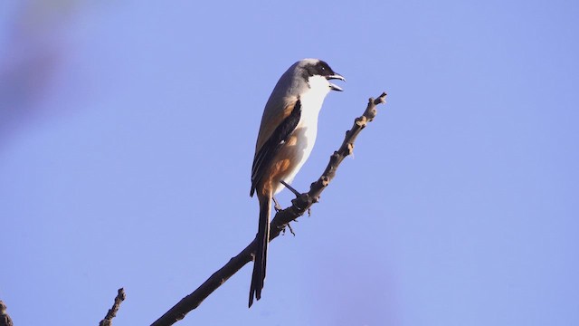 Long-tailed Shrike - ML649449623