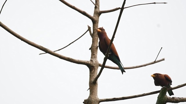 blåstruperåke - ML649449773