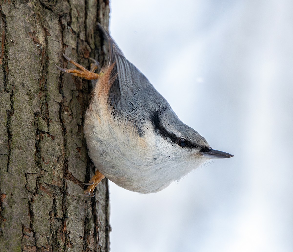 Повзик звичайний - ML649449918