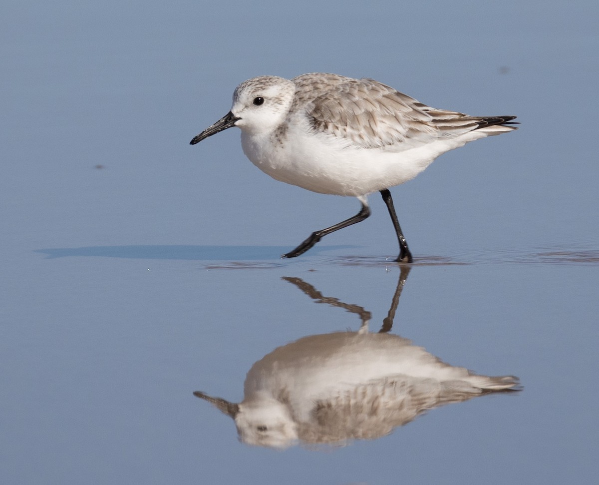 jespák písečný - ML649450370