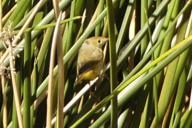 Northern/Mangrove Yellow Warbler - ML649450476
