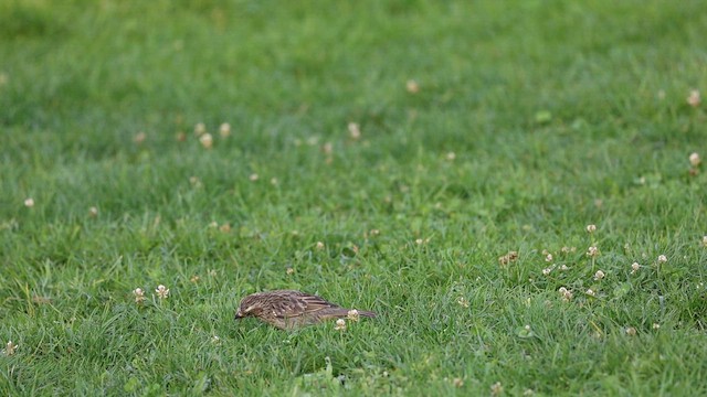 chileplanteklipper - ML649450736