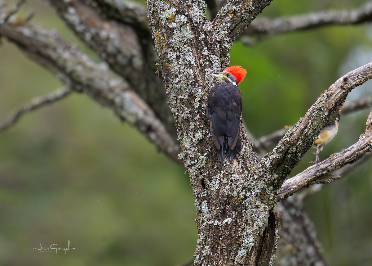 datel chacoský - ML649450879