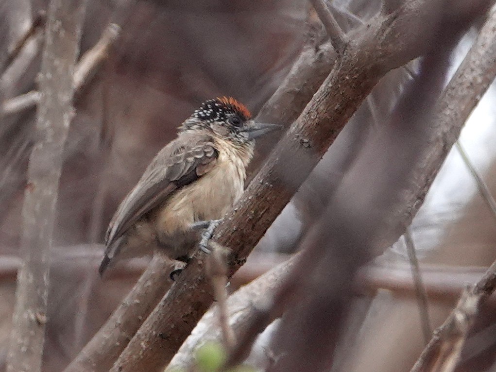 Picumne ocré - ML649450912