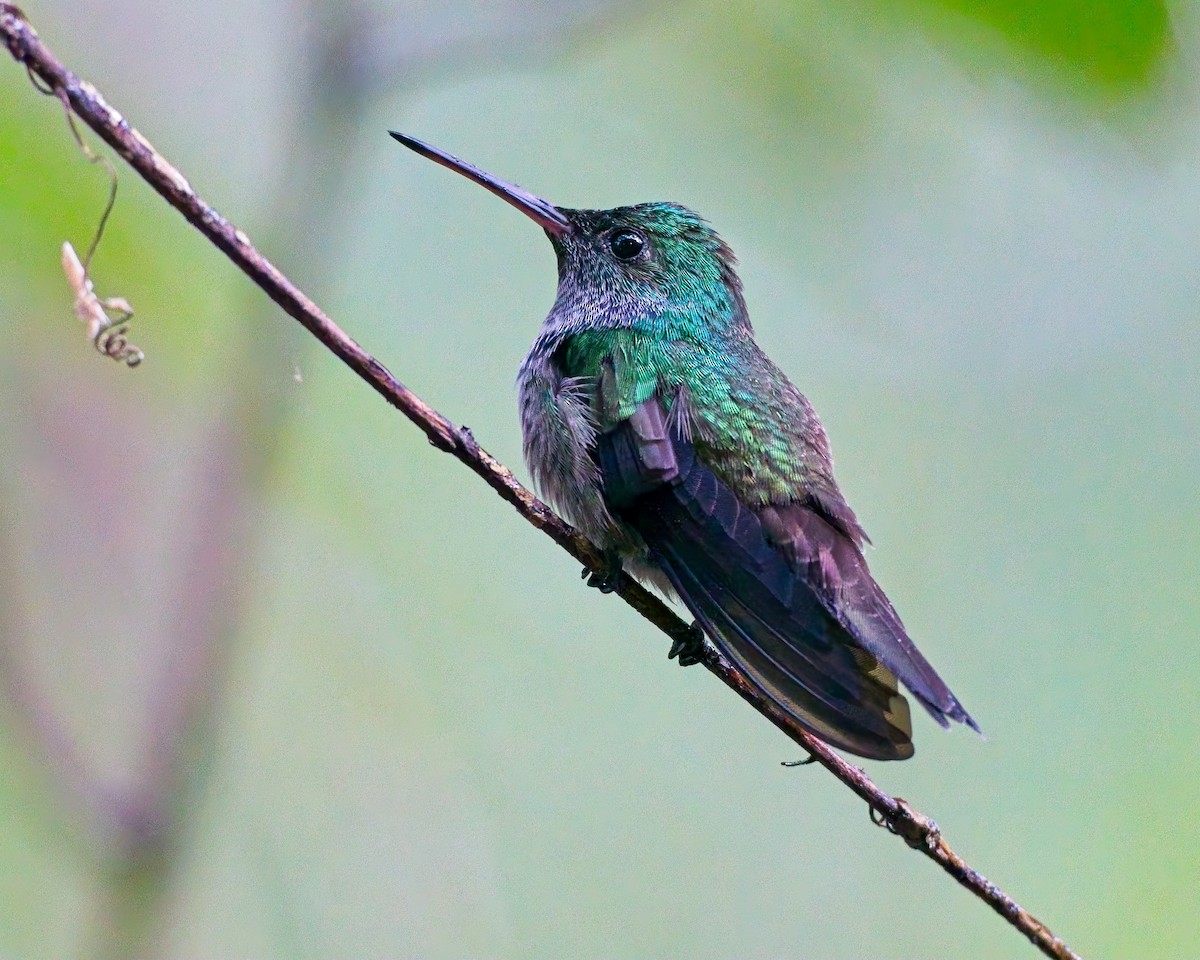 ML649450921 - Blue-chested Hummingbird - Macaulay Library