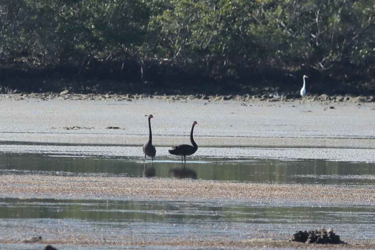 eBird Checklist - 23 Jan 2026 - Jennita Point - 21 species