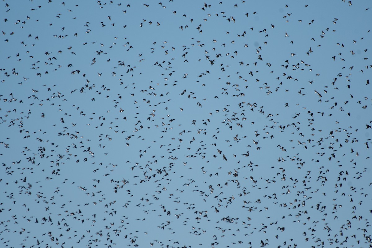 Tree Swallow - ML649451083