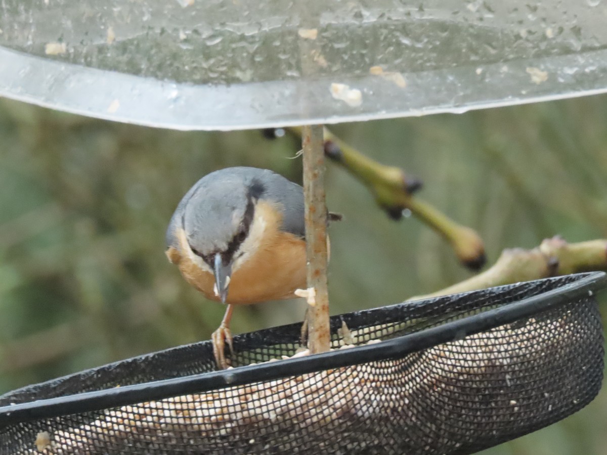 Повзик звичайний - ML649451225