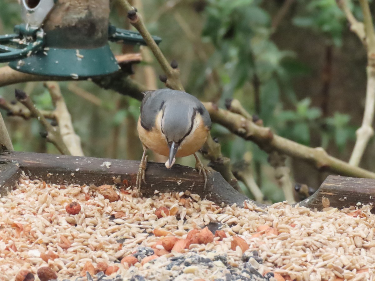 Повзик звичайний - ML649451417