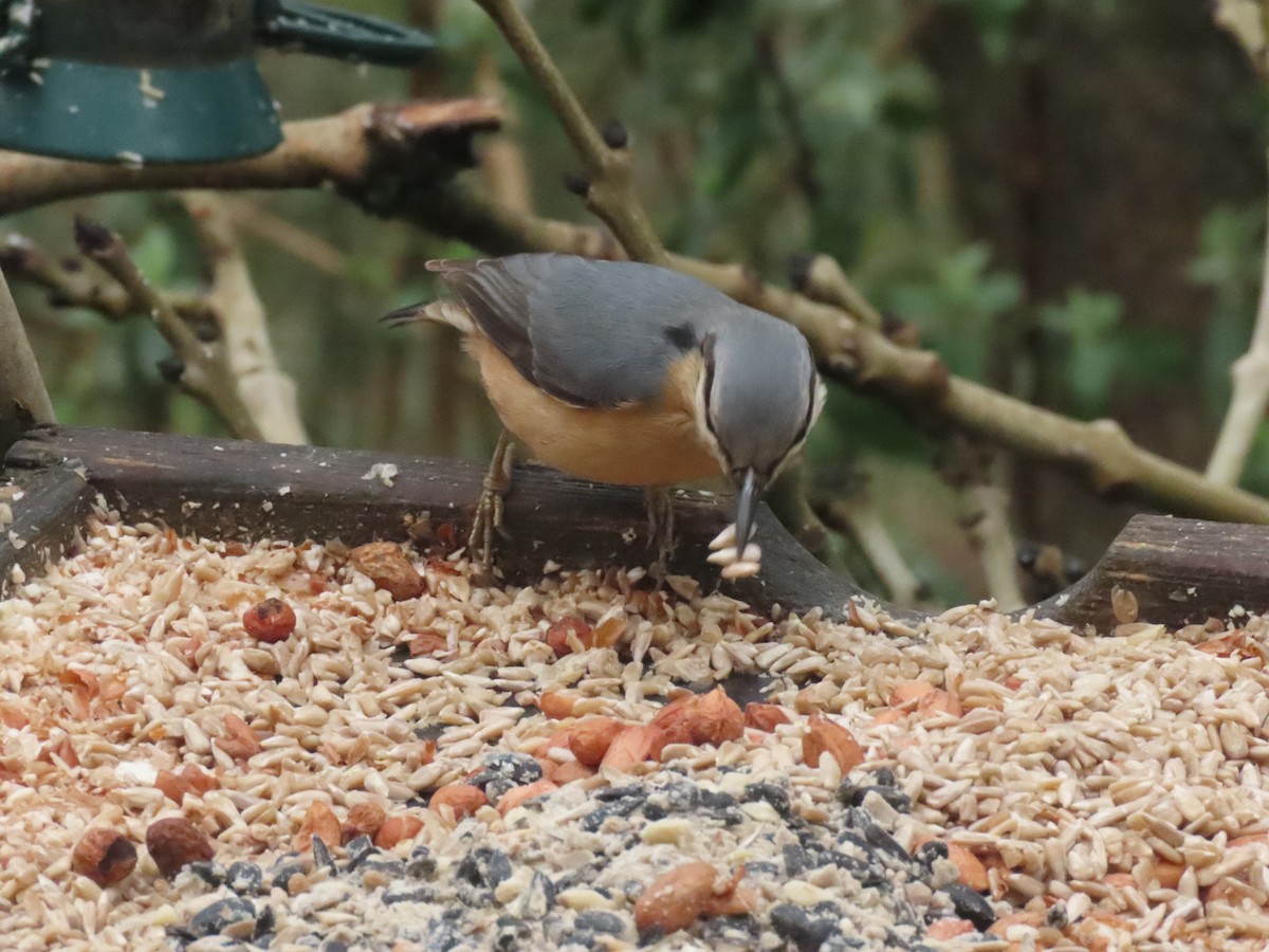 Повзик звичайний - ML649451418