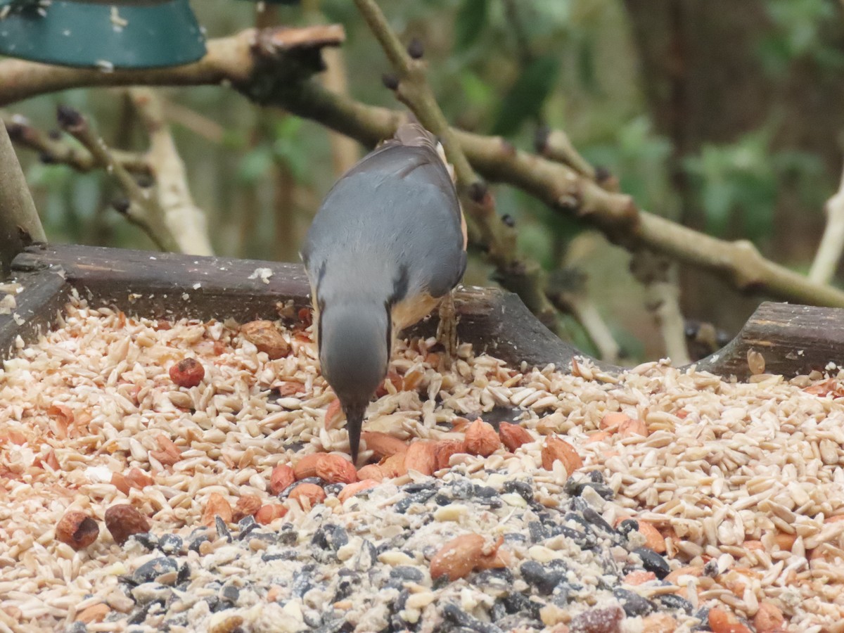 Повзик звичайний - ML649451419