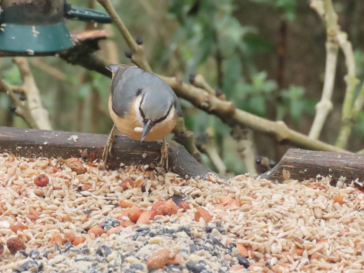 Повзик звичайний - ML649451420