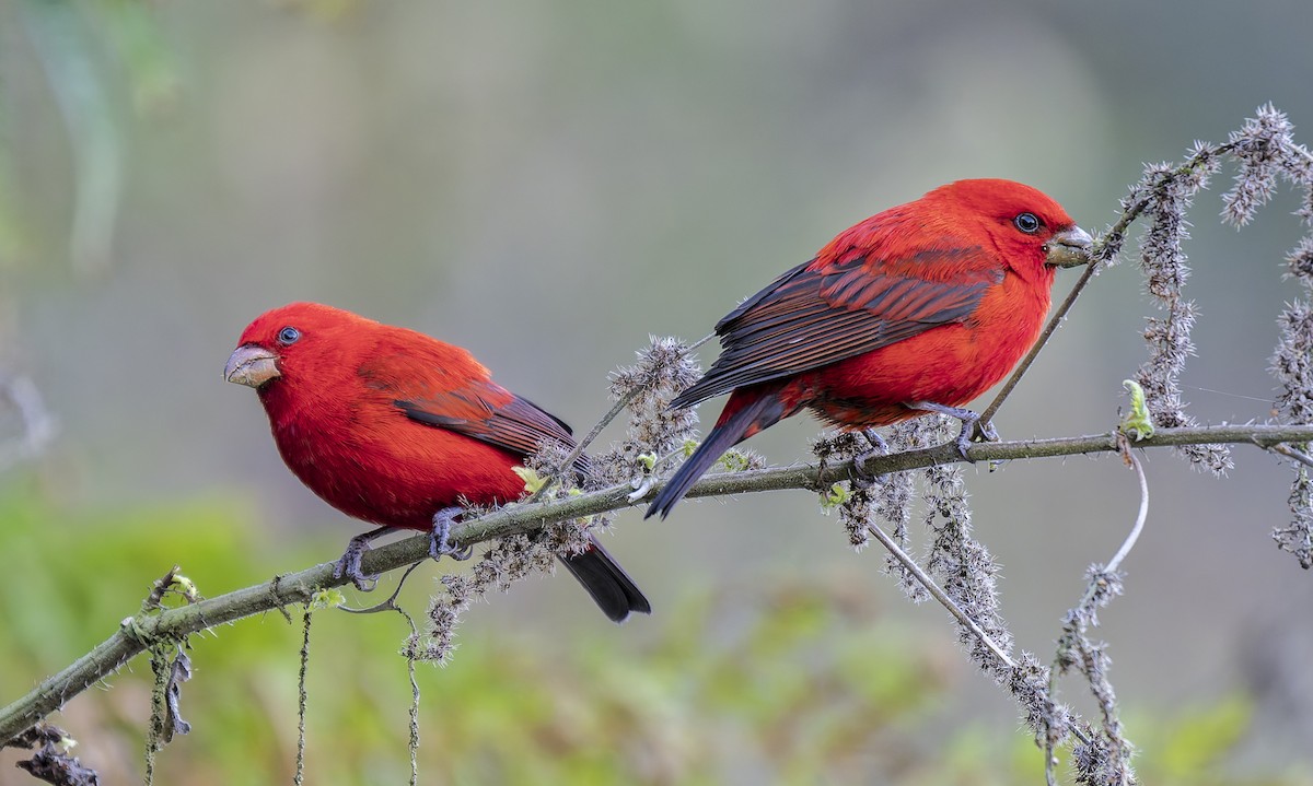 Scarlet Finch - ML649451421