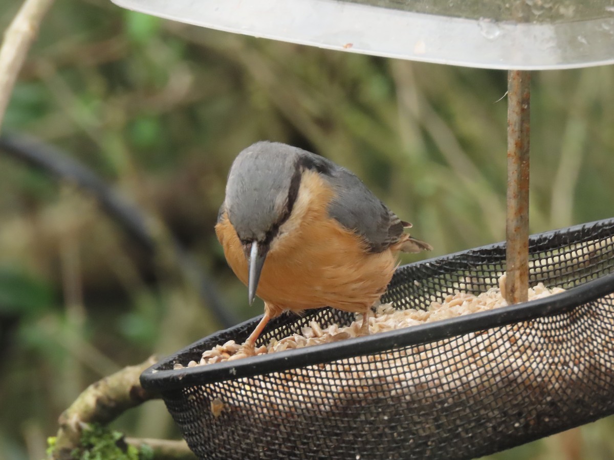 Повзик звичайний - ML649451477