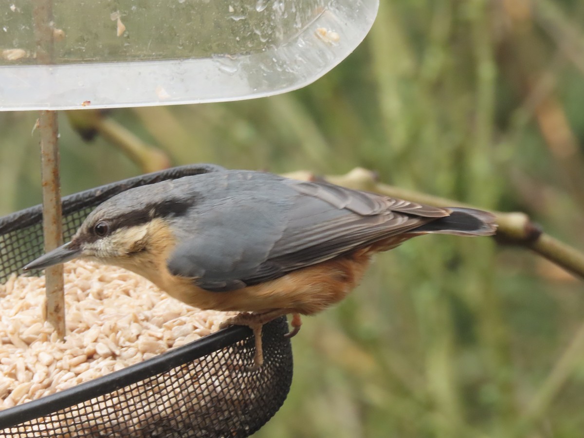 Повзик звичайний - ML649451478