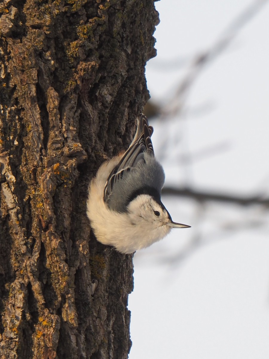 ムナジロゴジュウカラ - ML649451667