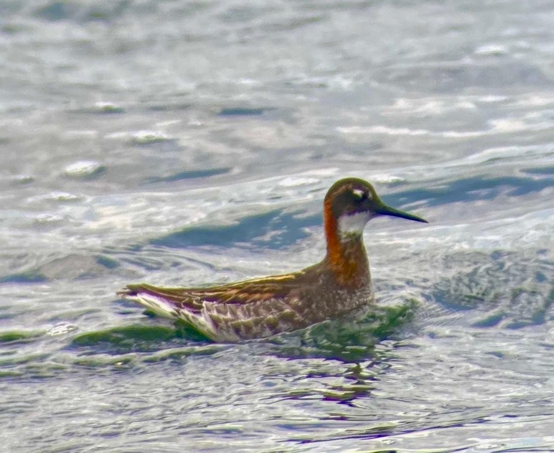 Phalarope à bec étroit - ML649451925