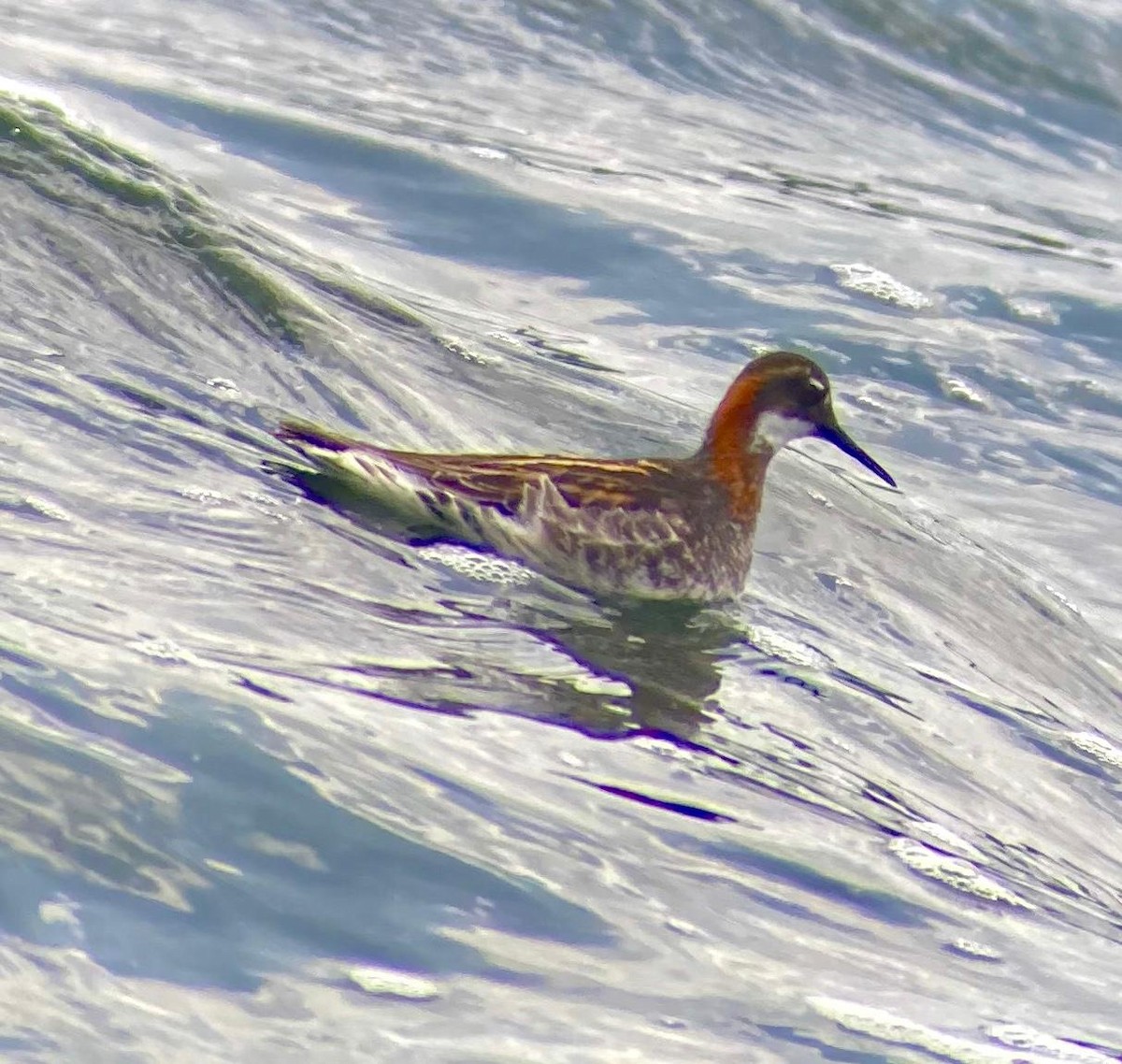 Phalarope à bec étroit - ML649451926