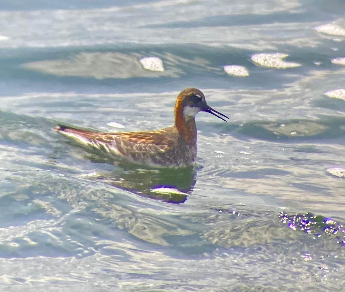 Phalarope à bec étroit - ML649451927