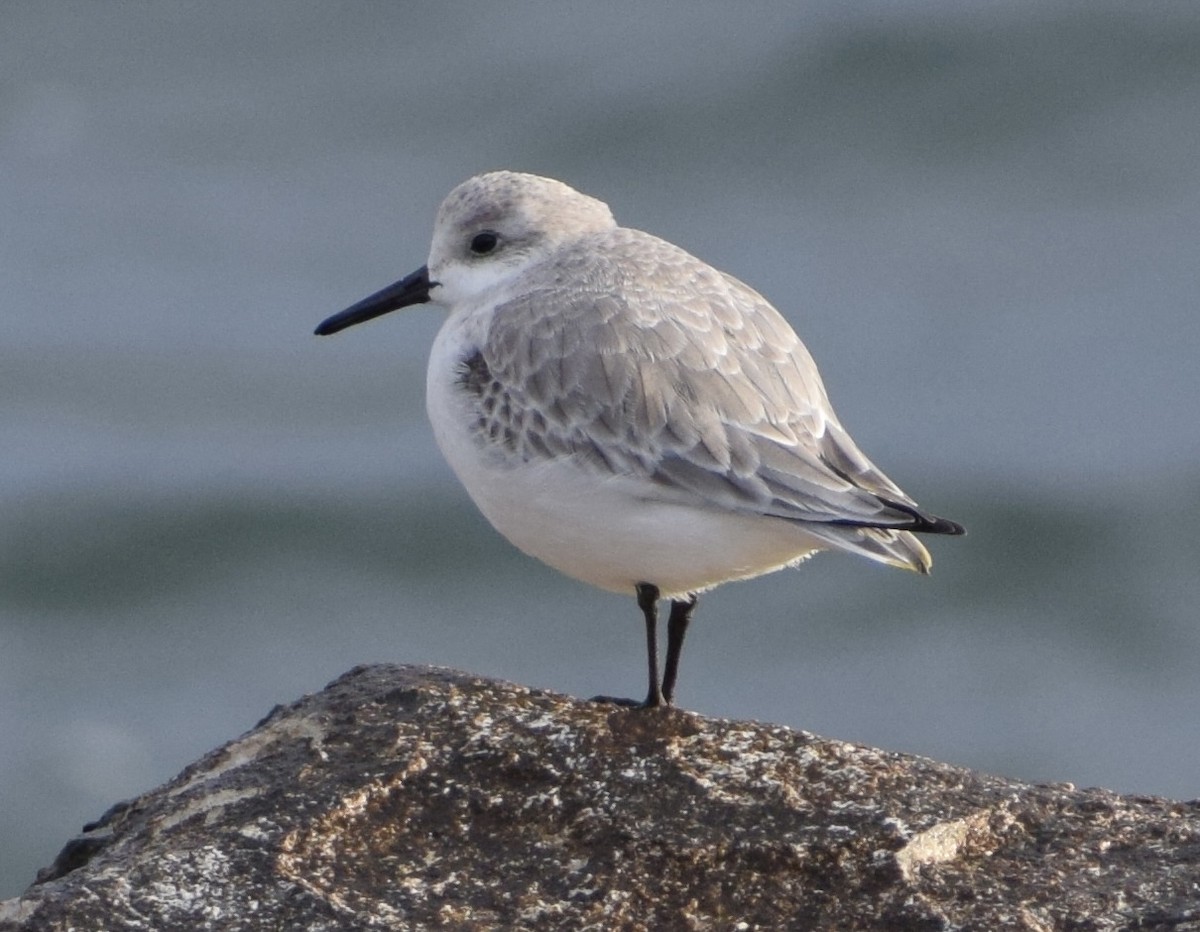 jespák písečný - ML649451929