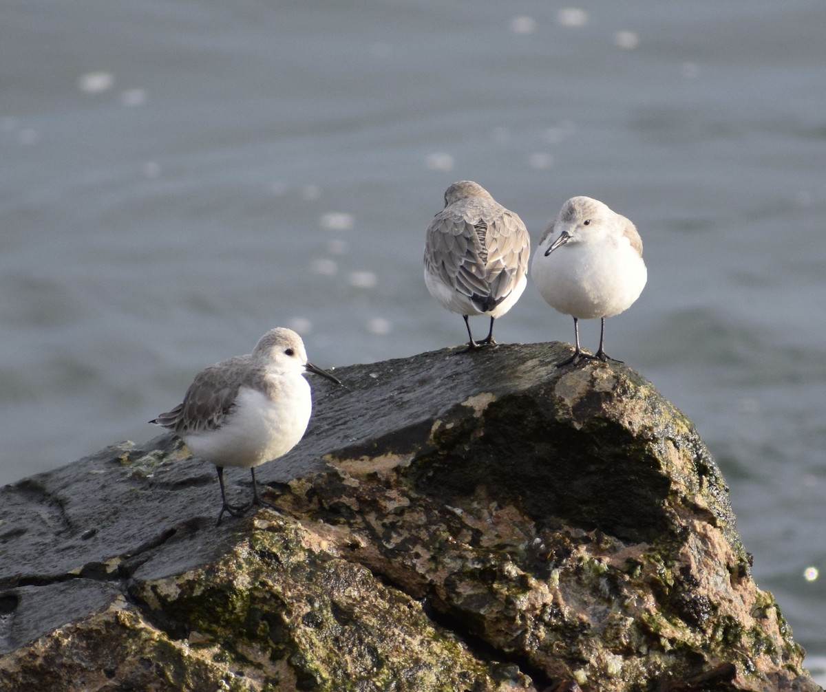 jespák písečný - ML649451930