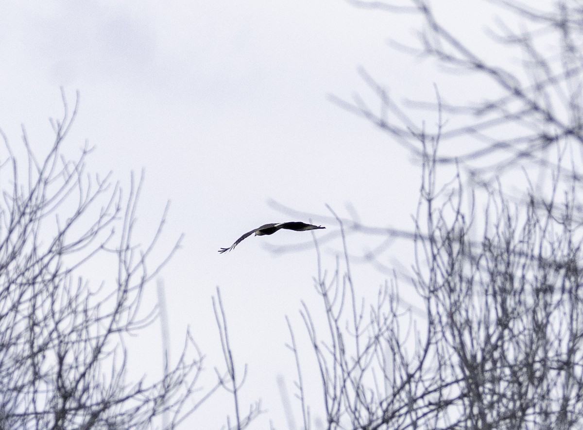 Crested Caracara (Northern) - Melissa Chadburn