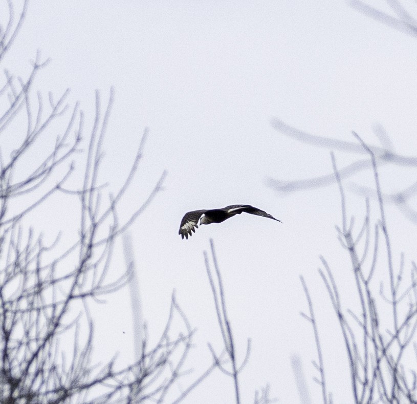 Crested Caracara (Northern) - ML649452011
