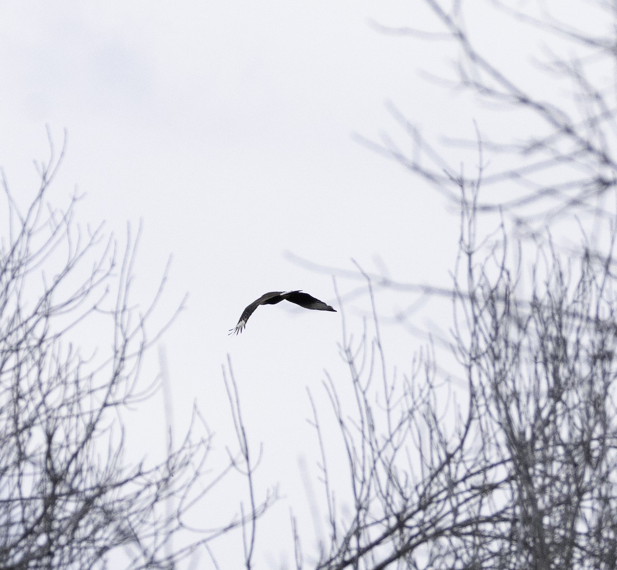 Crested Caracara (Northern) - ML649452013