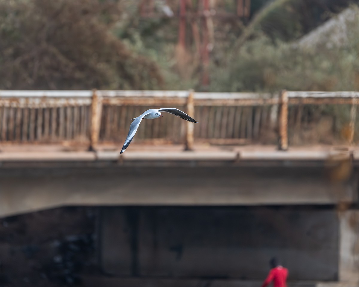 Gray-hooded Gull - ML649452419