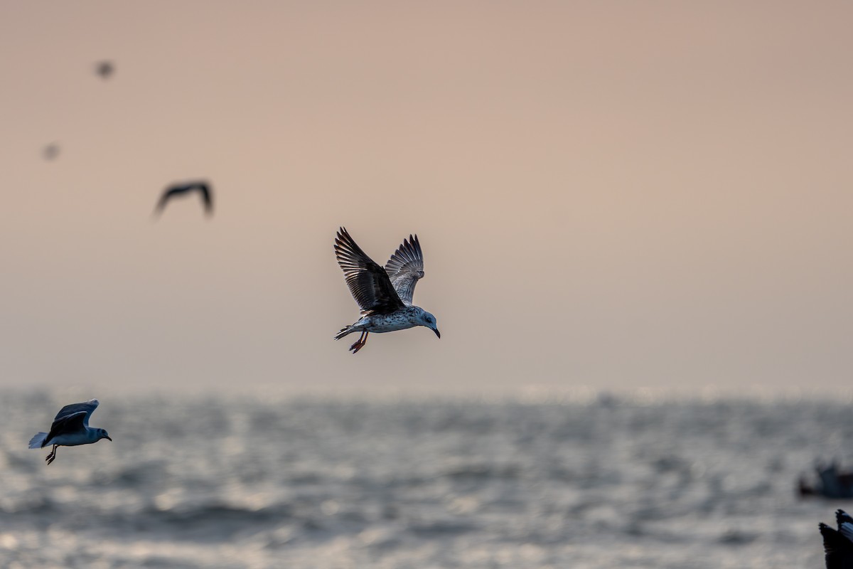 Lesser Black-backed Gull - ML649452441