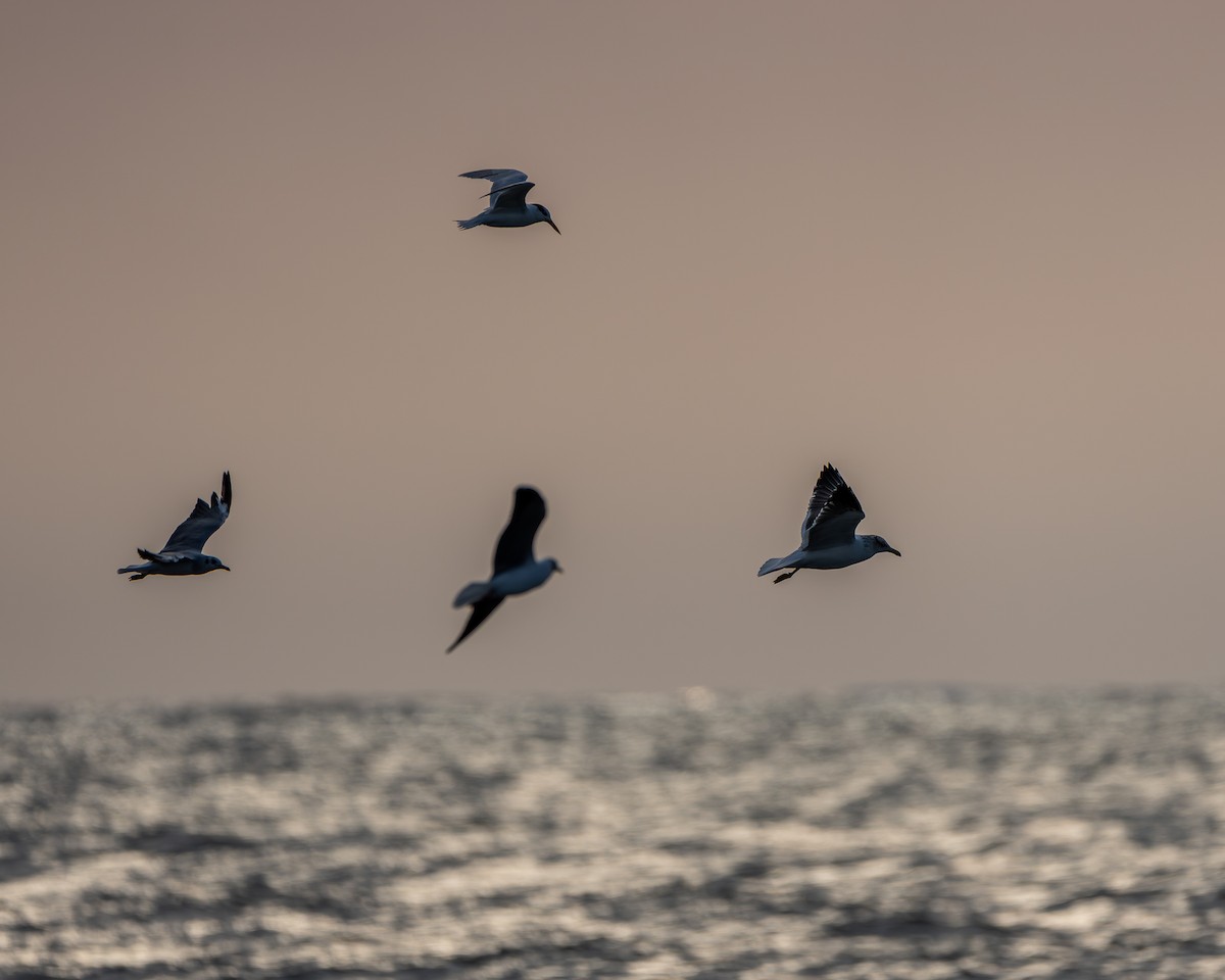 Lesser Black-backed Gull - ML649452444