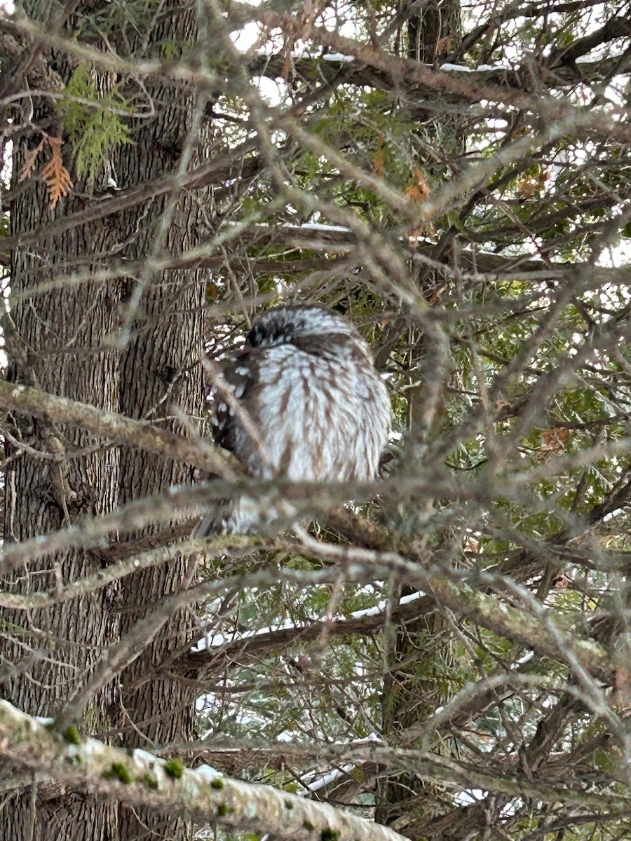 Civetta capogrosso - ML649452513