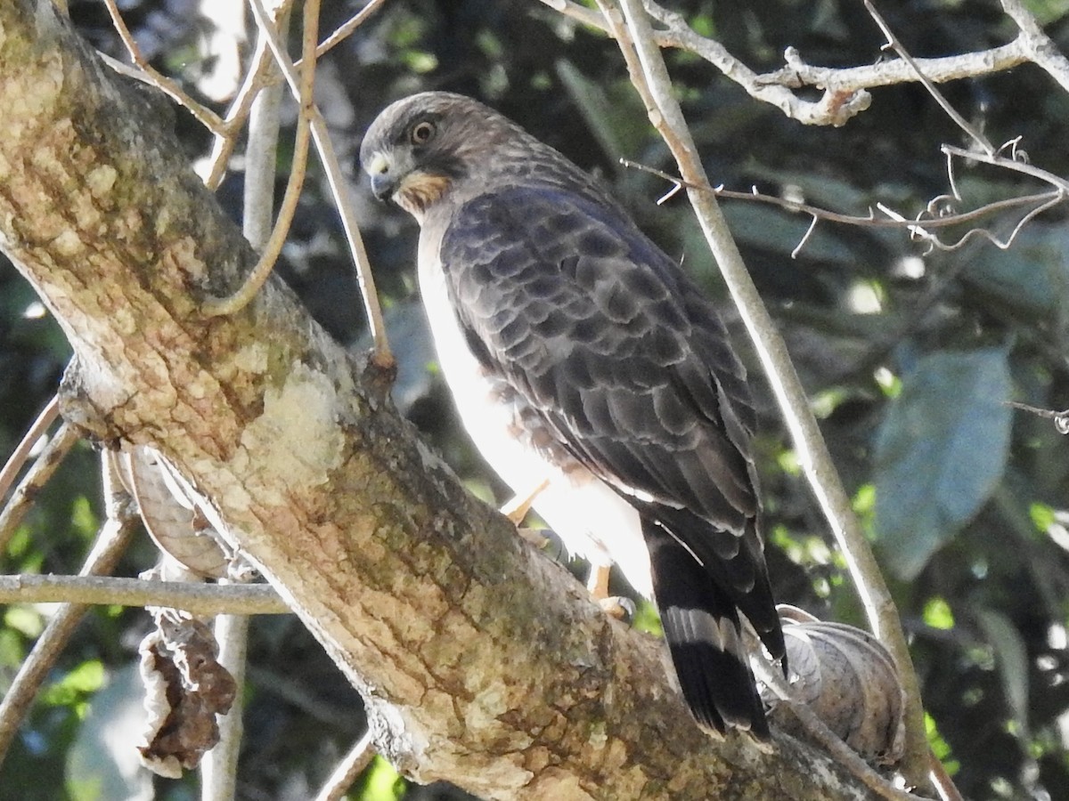 Broad-winged Hawk - Craig Jackson
