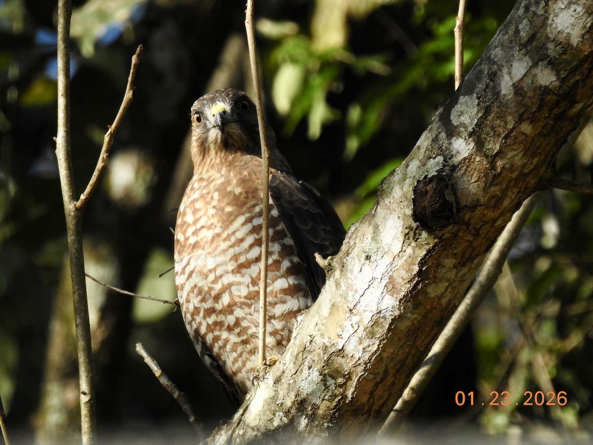 Busardo Aliancho - ML649452923